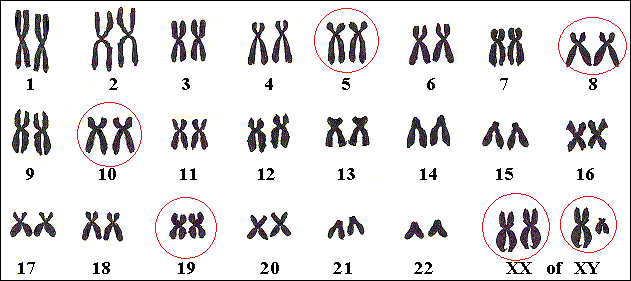 Genen voor CdLS liggen op verschillende chromosomen.