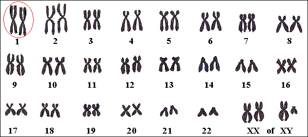 Het gen voor factor V Leiden ligt op het eerste chromosoom.