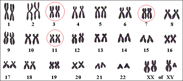 Verschillende types liggen op verschillende chromosomen.