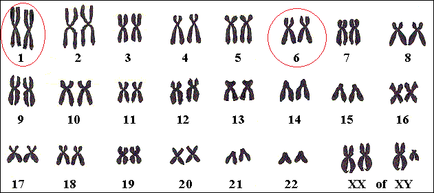 Stargardt-genen zijn gevonden op chromosomen 1 en 6.