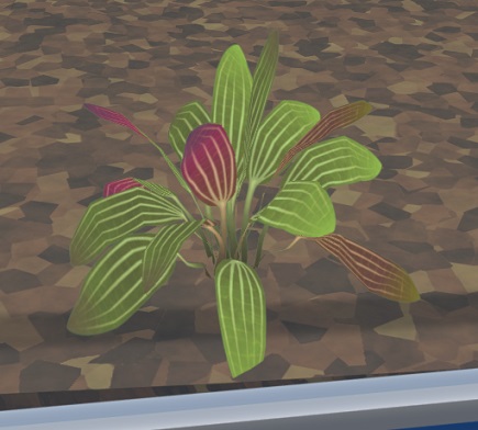 Een 'Amazon Sword'-plant, met zijn opvallende parallelle nerven.