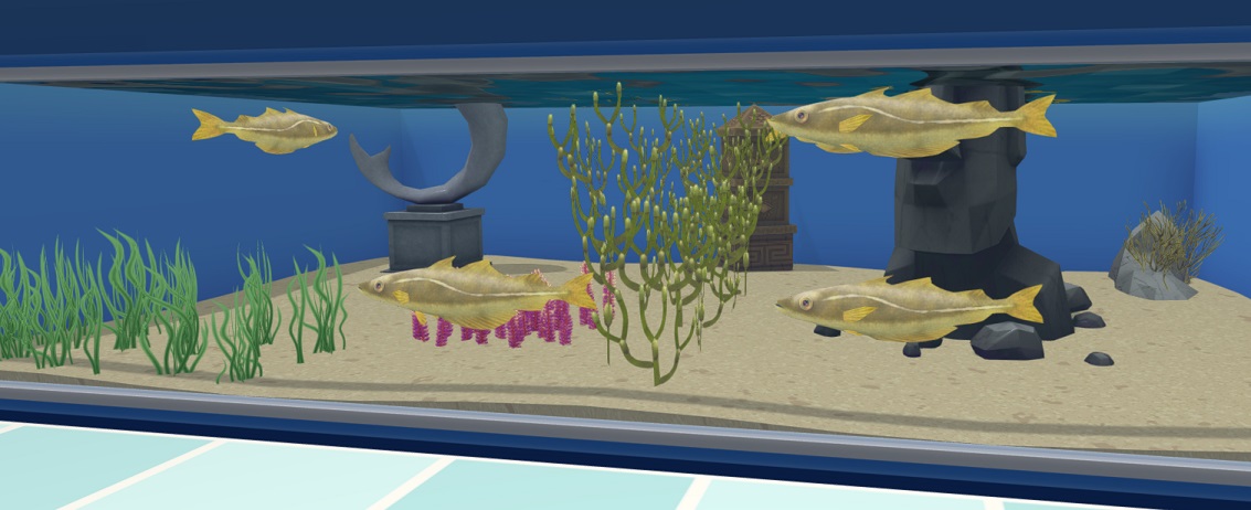 Vier Pollak-vissen zwemmen in hun Aquarium.
