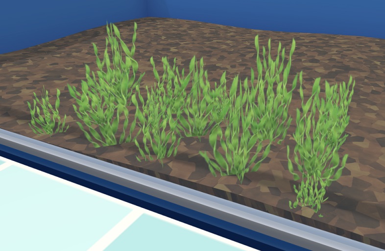 Een Zoetwateraquarium met Vallisneria Spiralis-plantjes, met hun typiche 'kurkentrekkerbladeren'.