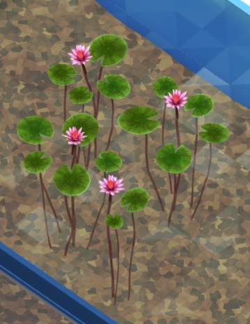 Vogelperspectief van een Red Tiger Lotus Lily in een Aquarium. De Plant bestaat uit vele ronde Waterlelies (bladeren en roze bloemen); verschillende stengels lopen van de onderkant van de bladeren naar de Aquariumbodem.