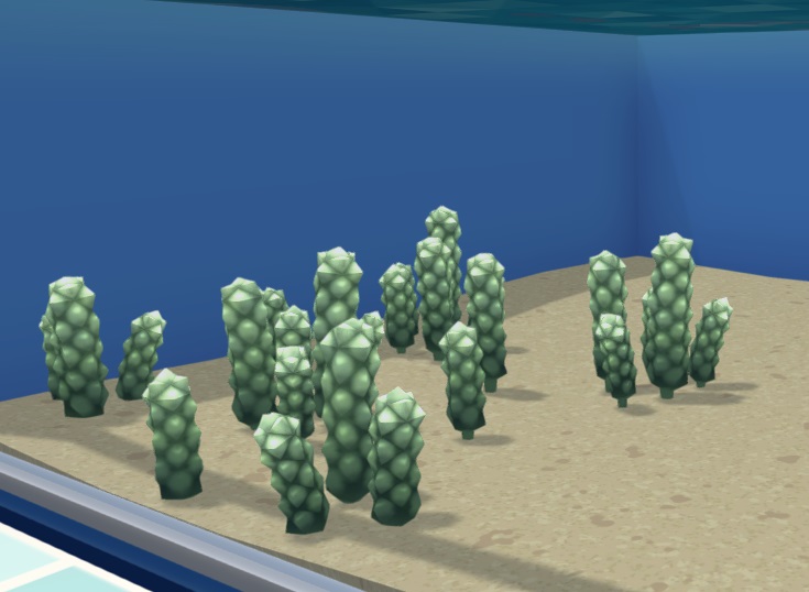 Een groep Sea Grapes in een Aquarium. De Planten hebben korte, dikke, groen geschubde stengels.