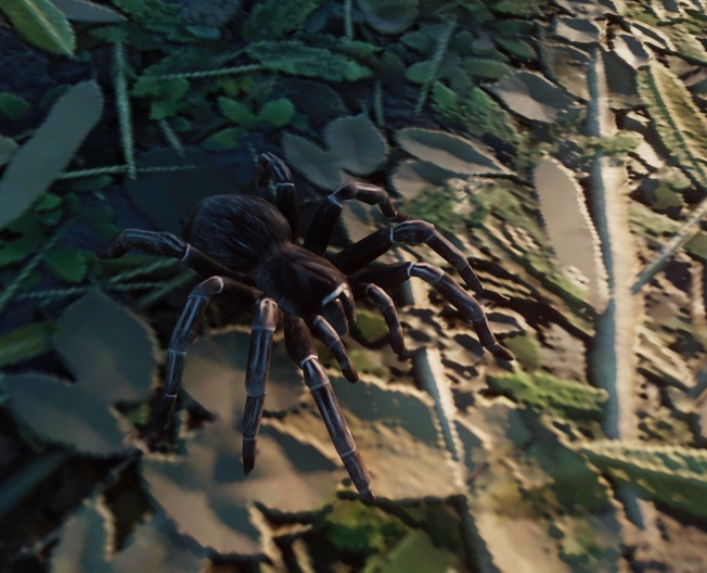 Close-up van een Braziliaanse Zalmroze Vogelspin. De spin is niet roze maar zwart, met dunne witte strepen op de kop en de poten. De Spin kijkt naar rechts.