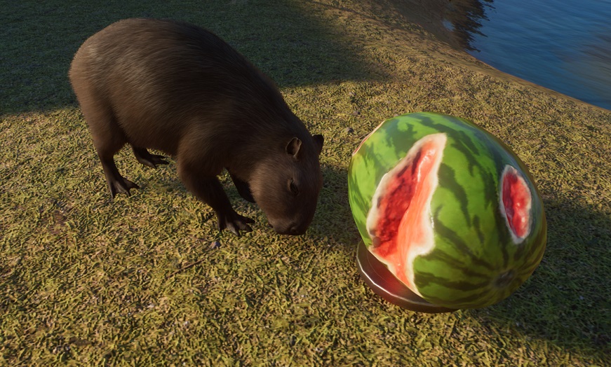 Links een Capibara, die een Watermeloenfeeder (rechts) besnuffelt. Uit de Watermeloen zijn al diverse delen weggegeten. Rechtsachter begint een vijver.