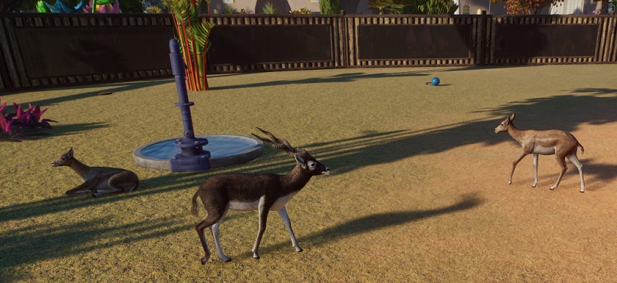 Drie Indische Antilopen in hun Verblijf; het middenste Dier is een mannetje. Links ligt een vrouwtje te rusten. In het midden staat een drinkpaats.