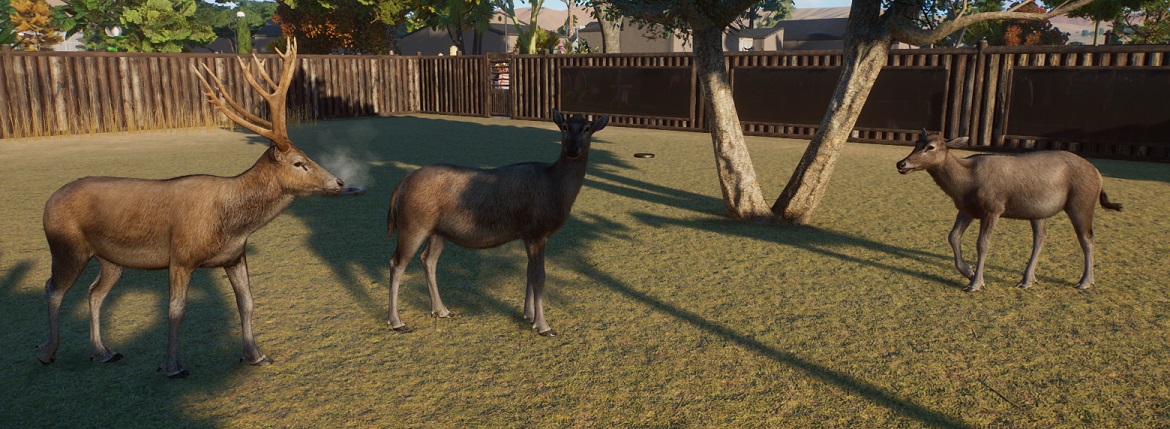 Drie Paterdavidsherten naast elkaar in hun Verblijf. Links staat het mannetje.