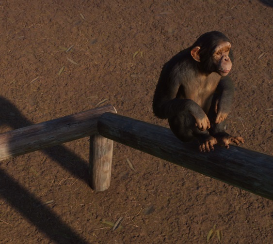 Close-up van een Chimpansee op een houten klimtoestel. De Aap kijkt naar rechts.