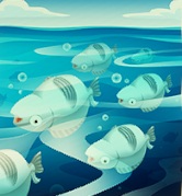 Zes Salted Fishes (één is linksonder gedeeltelijk zichtbaar) drijven ruggelings aan het zee-oppervlak.