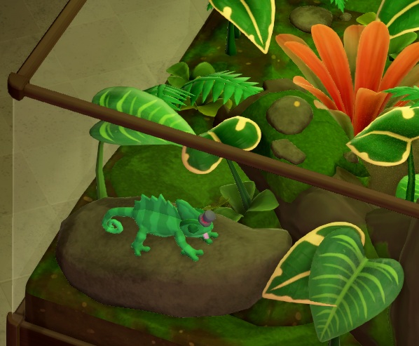 Close-up van een Hatted Chameleon in zijn Jungle-Terrarium. Het is een groene Kameleon, met een miniatuurversie van een hoge hoed op zijn neus.