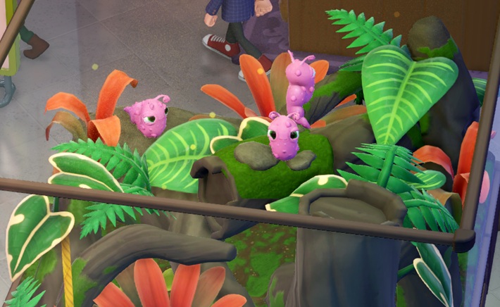 Drie Kiwi Slugs in hun Terrarium. De Slakken zijn roze en hebben twee grote ogen, en twee gekrulde antenne's.