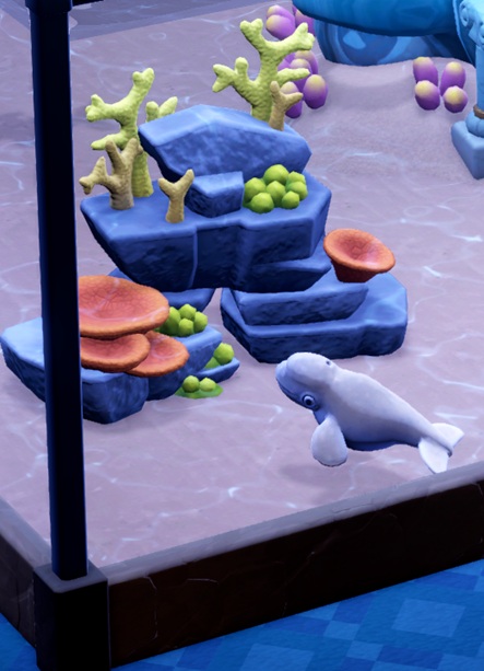 Een jonge Sleight Whale zwemt tegen de bodem van zijn Aquarium.